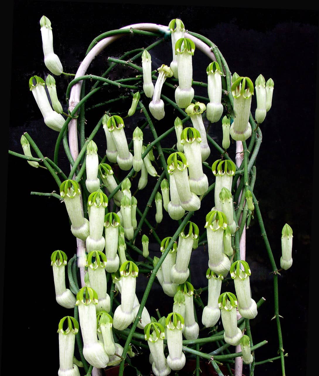 Diverse Plant Collections