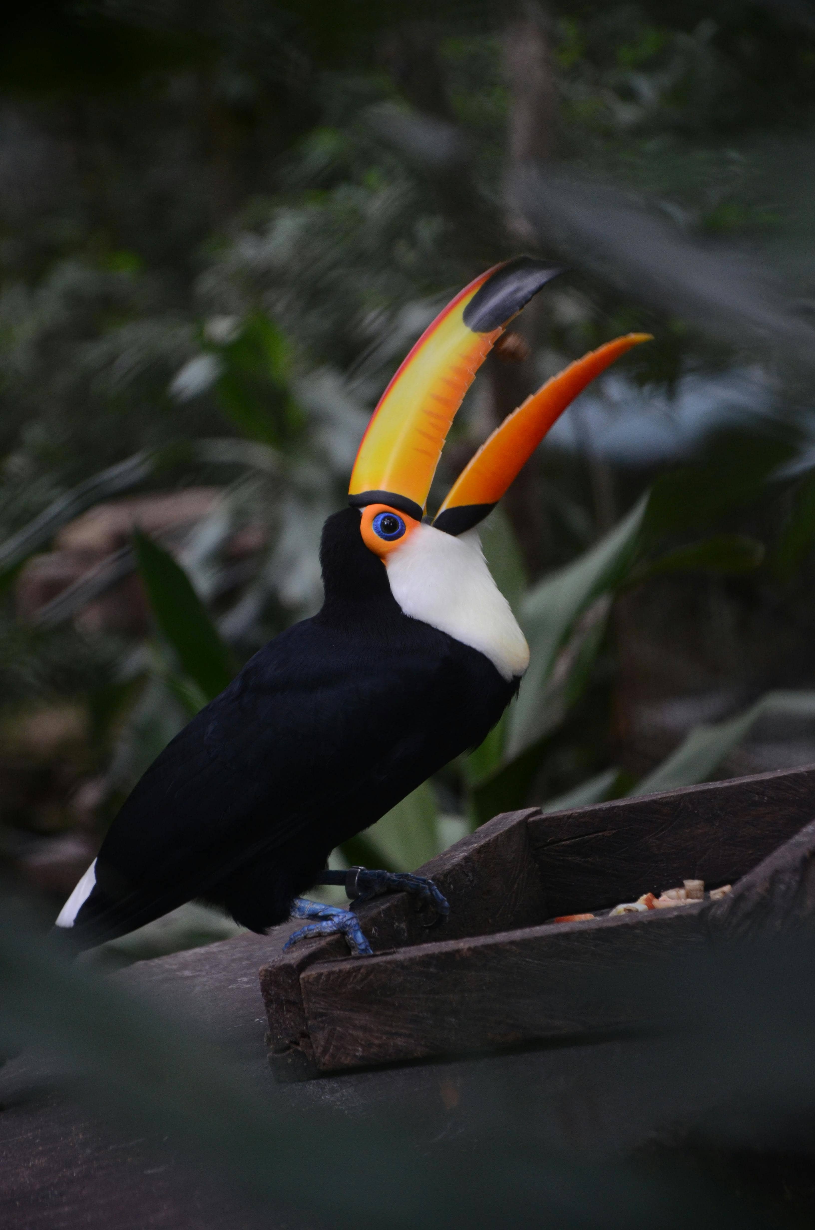 Tijuca Forest's Natural Beauty