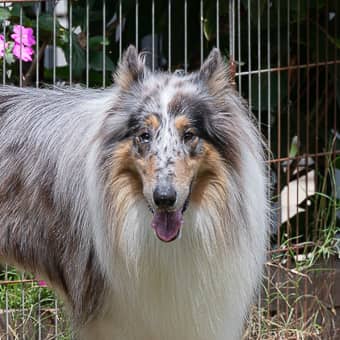 Dog-Friendly Paths