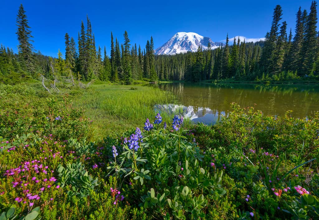 Lush Wildflower Trails