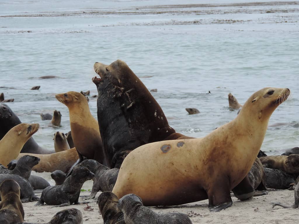 Harbor Seals