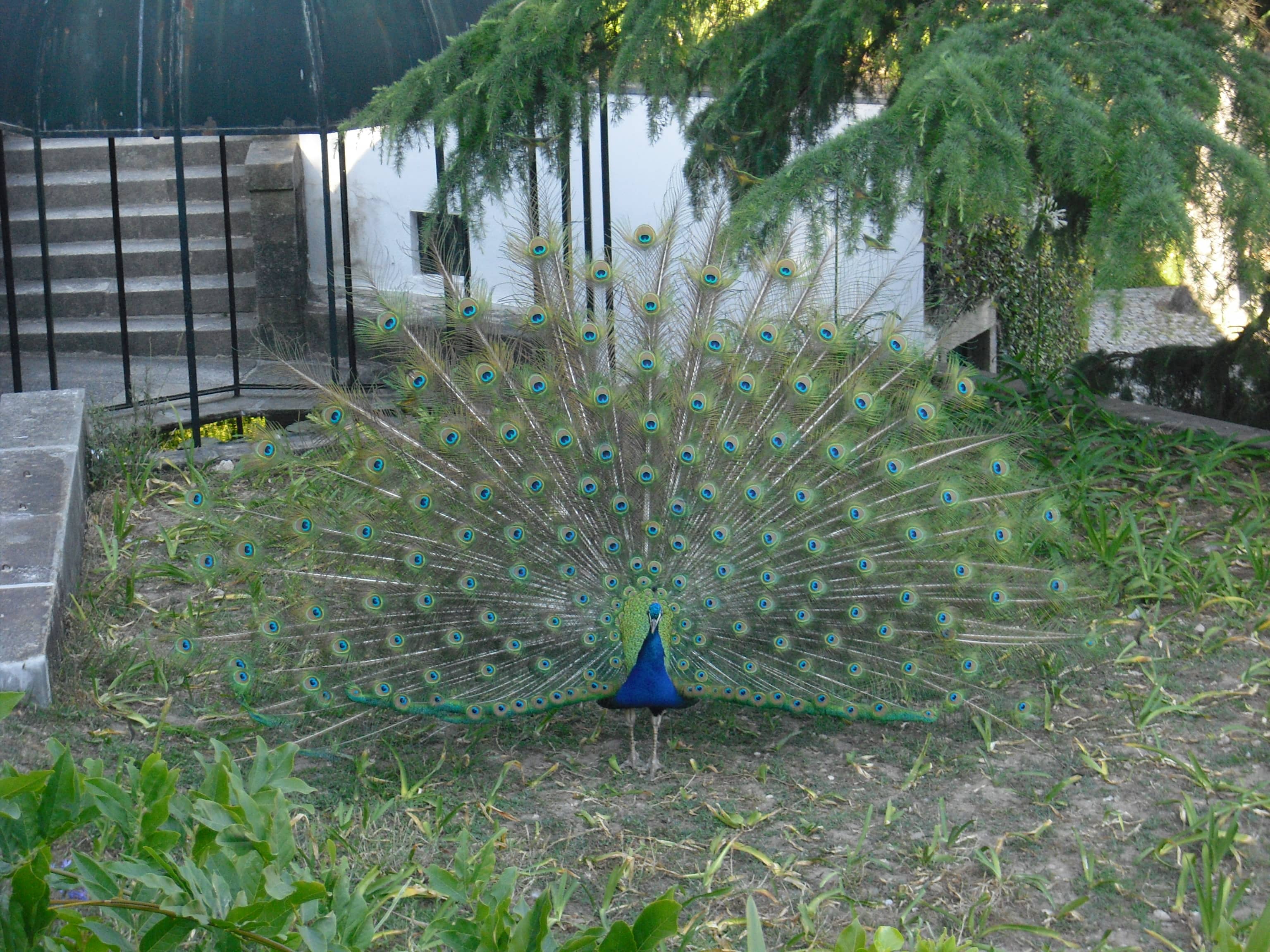 Crystal Palace Gardens