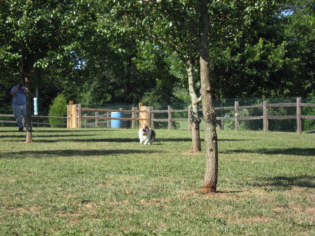 Dog Park Fun