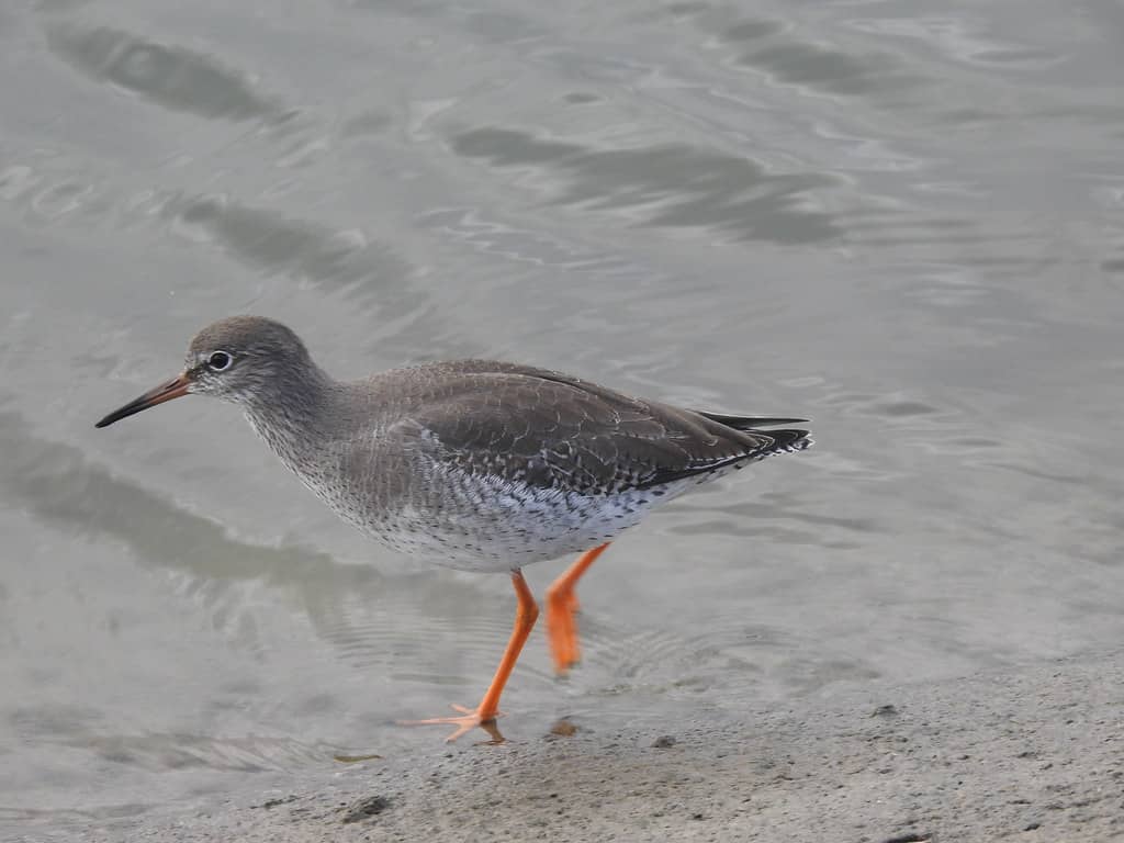 Picturesque Lakeside Setting