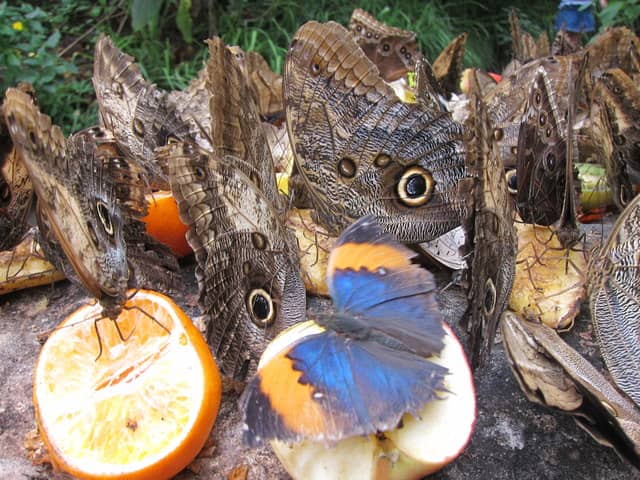 Stratford-upon-Avon Butterfly Farm