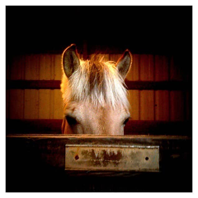 Well-Behaved Horses