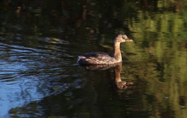 Birdwatcher's Paradise