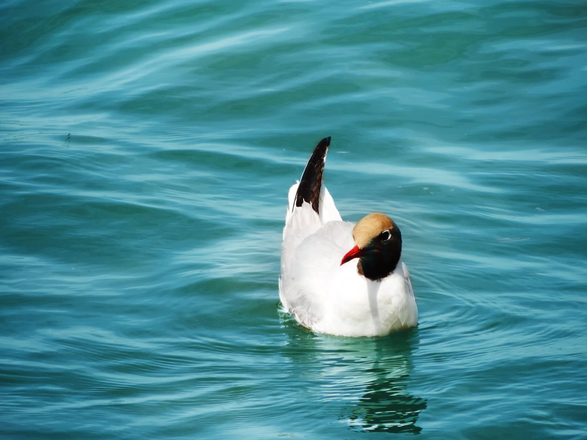 Abundant Marine Life