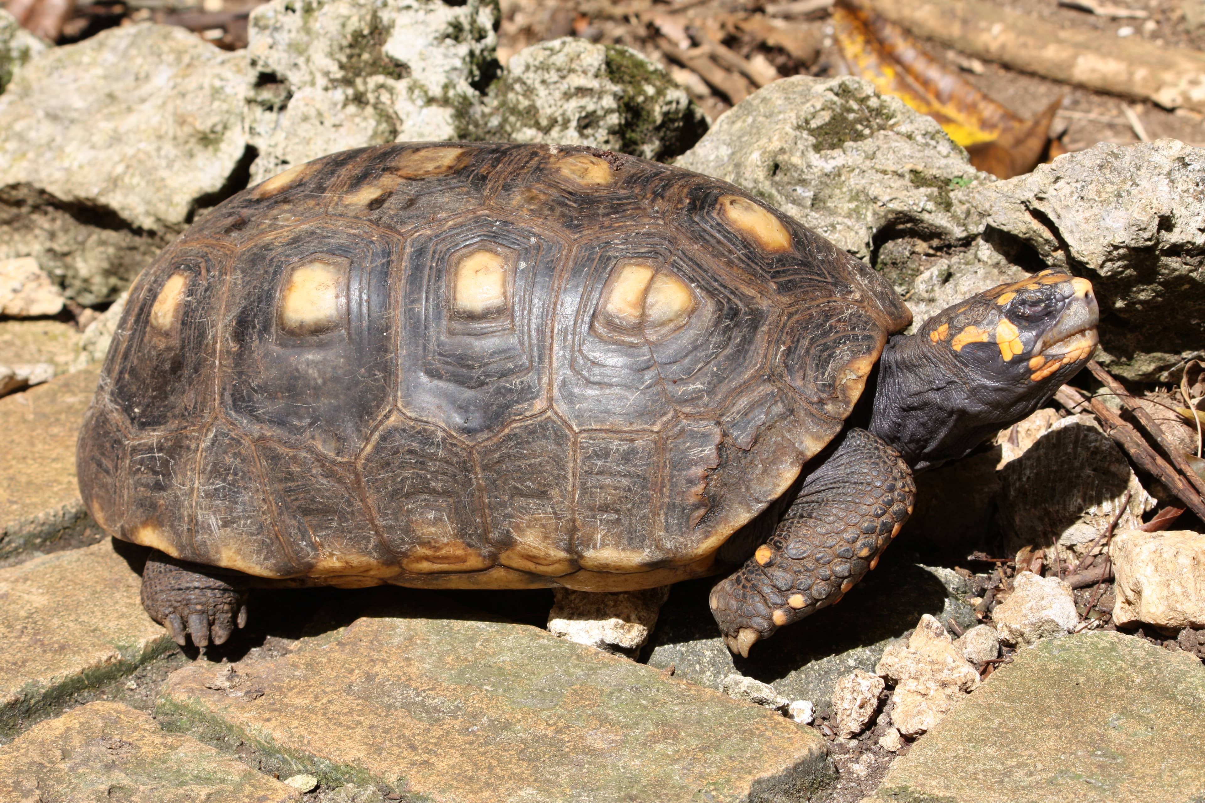 Wandering Tortoises and Peacocks
