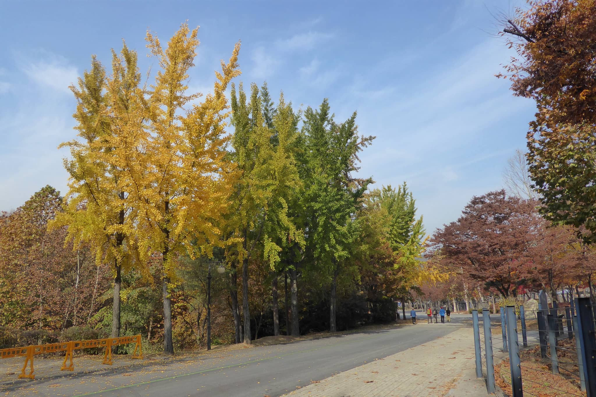 Autumn Foliage