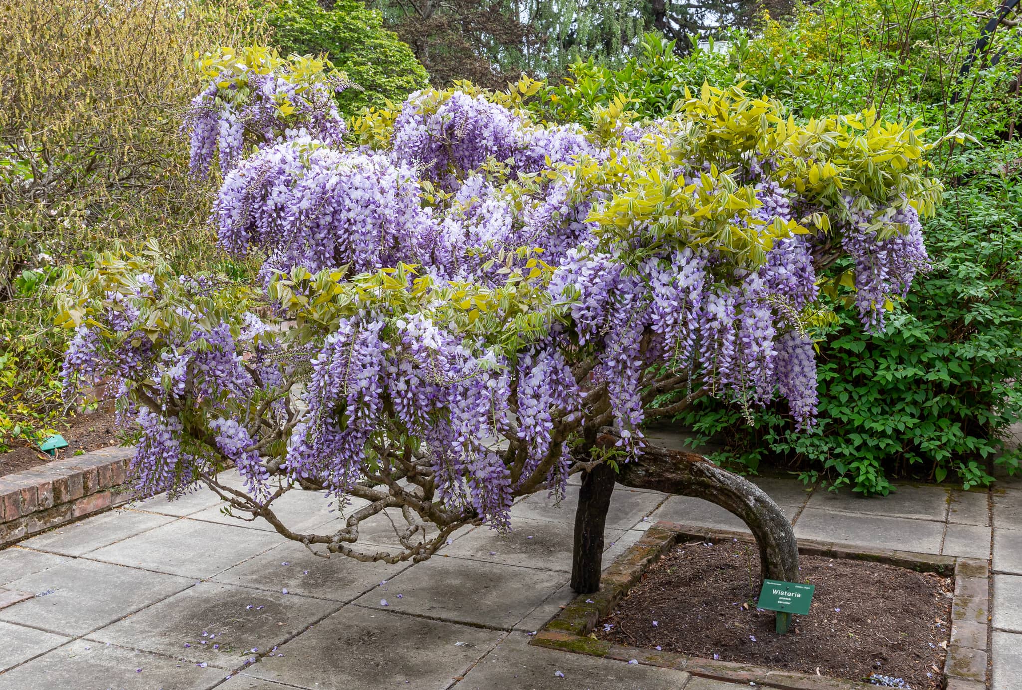 Japanese Garden