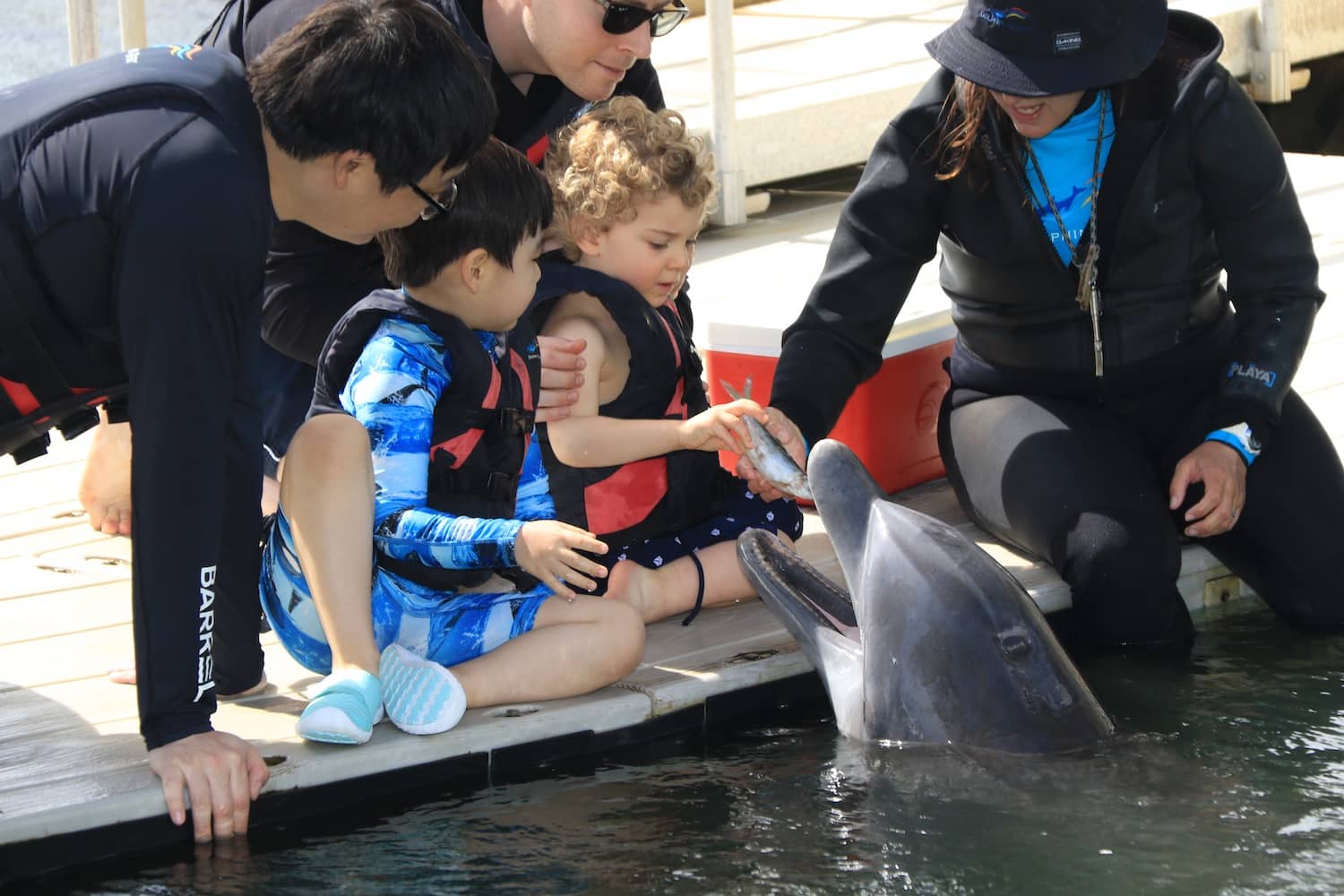Dolphin Encounters
