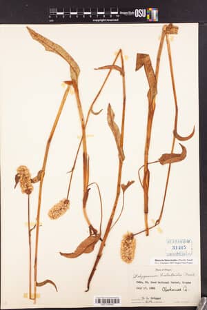 The Tom Lea Institute