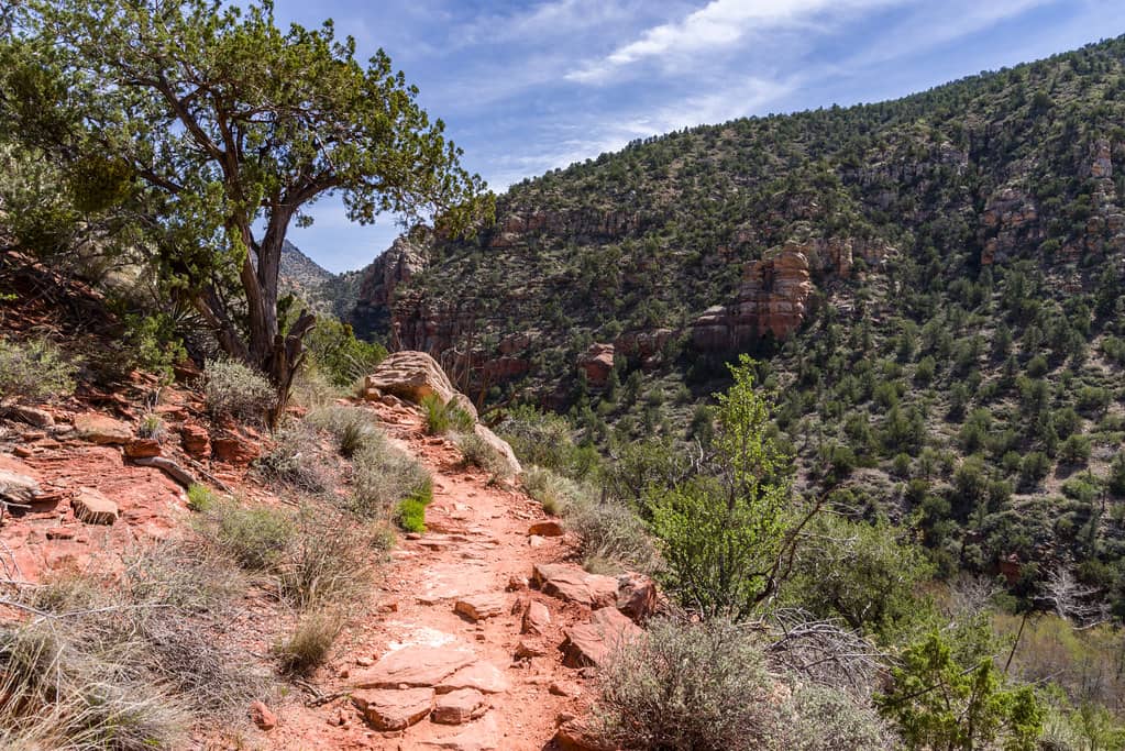 Desert Scenery and Wildlife