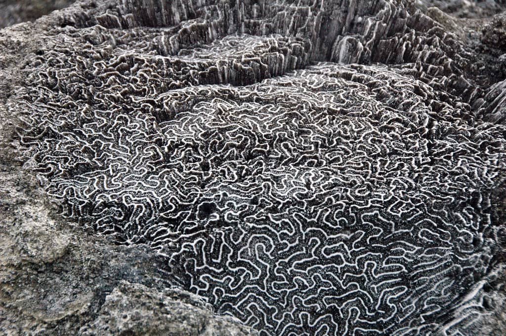 Abundant Marine Life