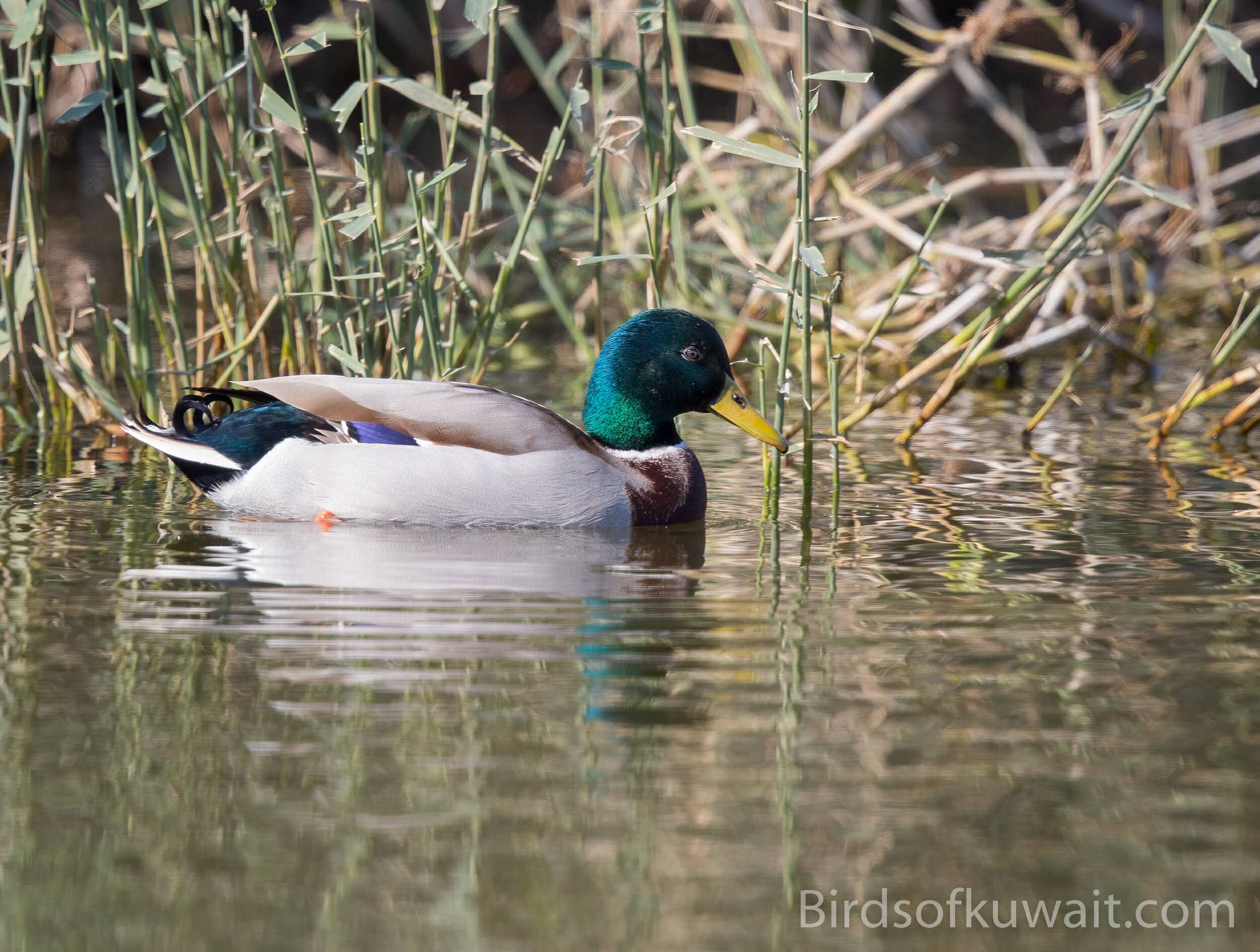 Artificial Duck Lake