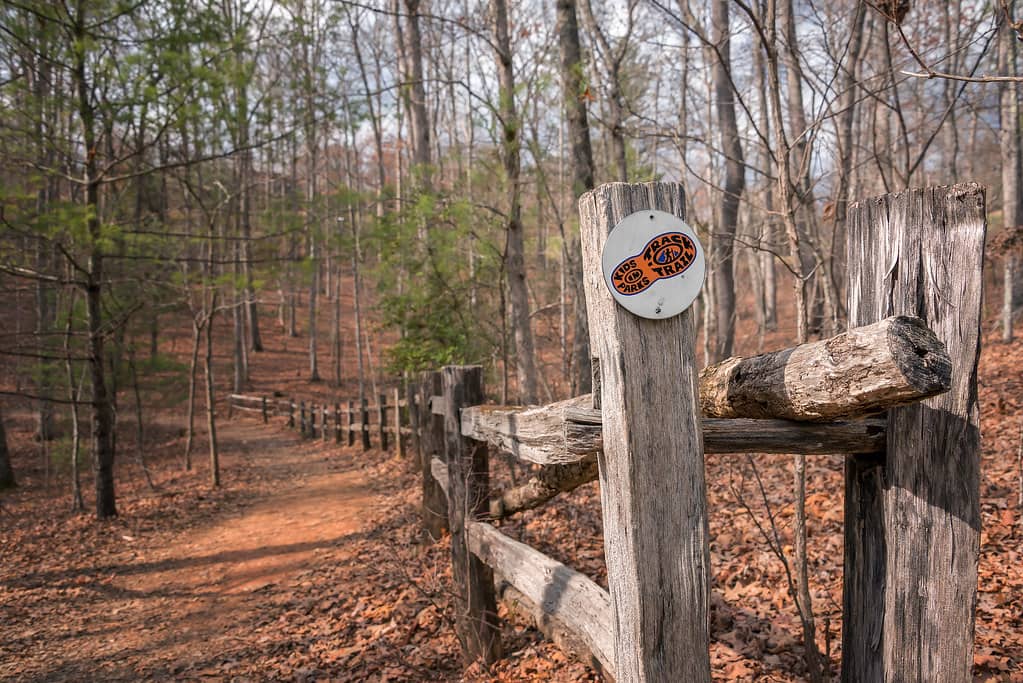 Forest Trails