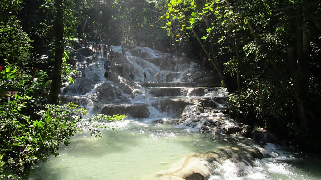 Rainforest Scenery