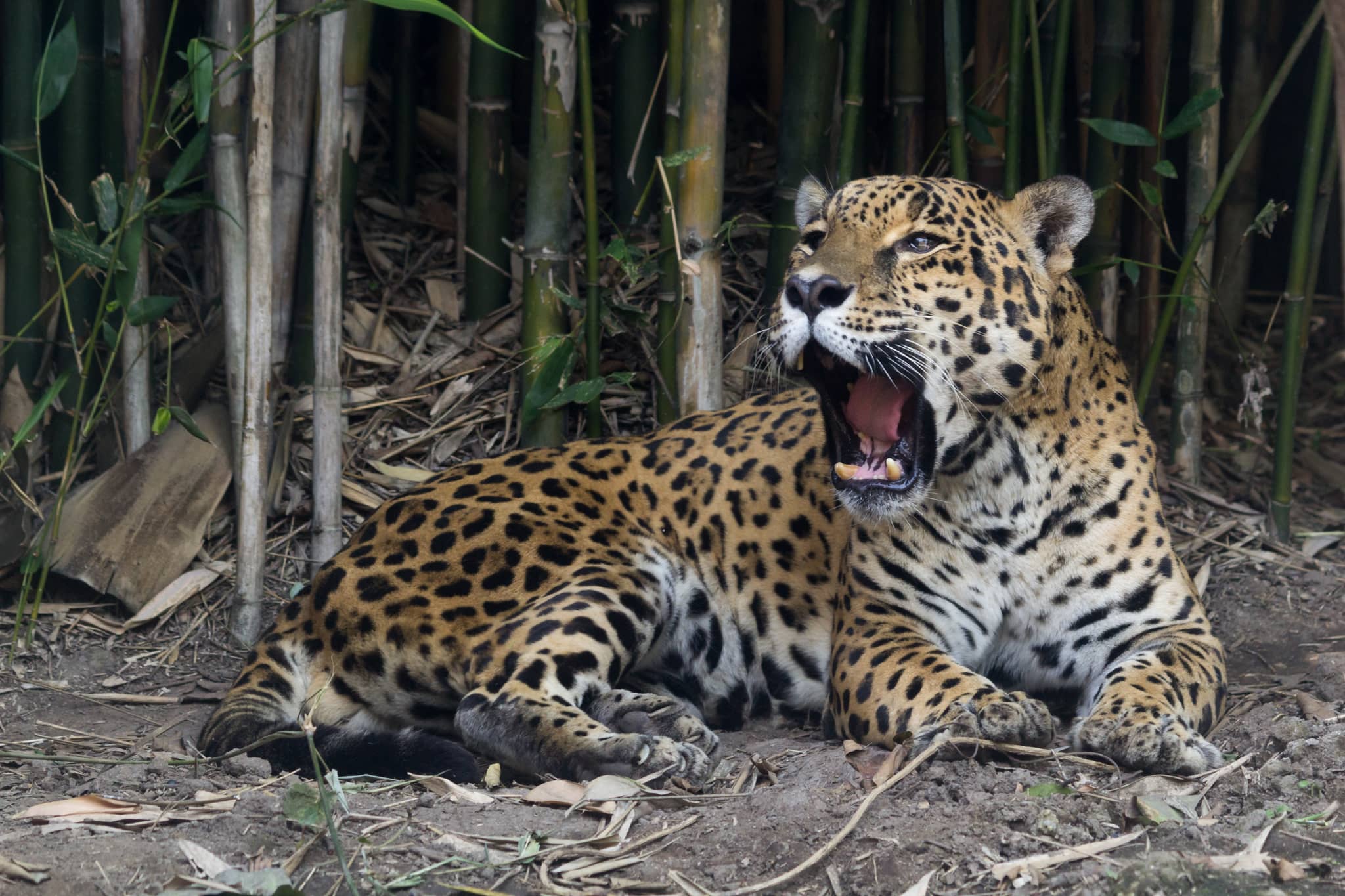 Chapultepec Zoo