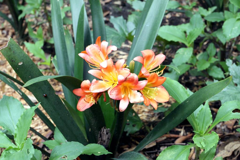Botanical Garden
