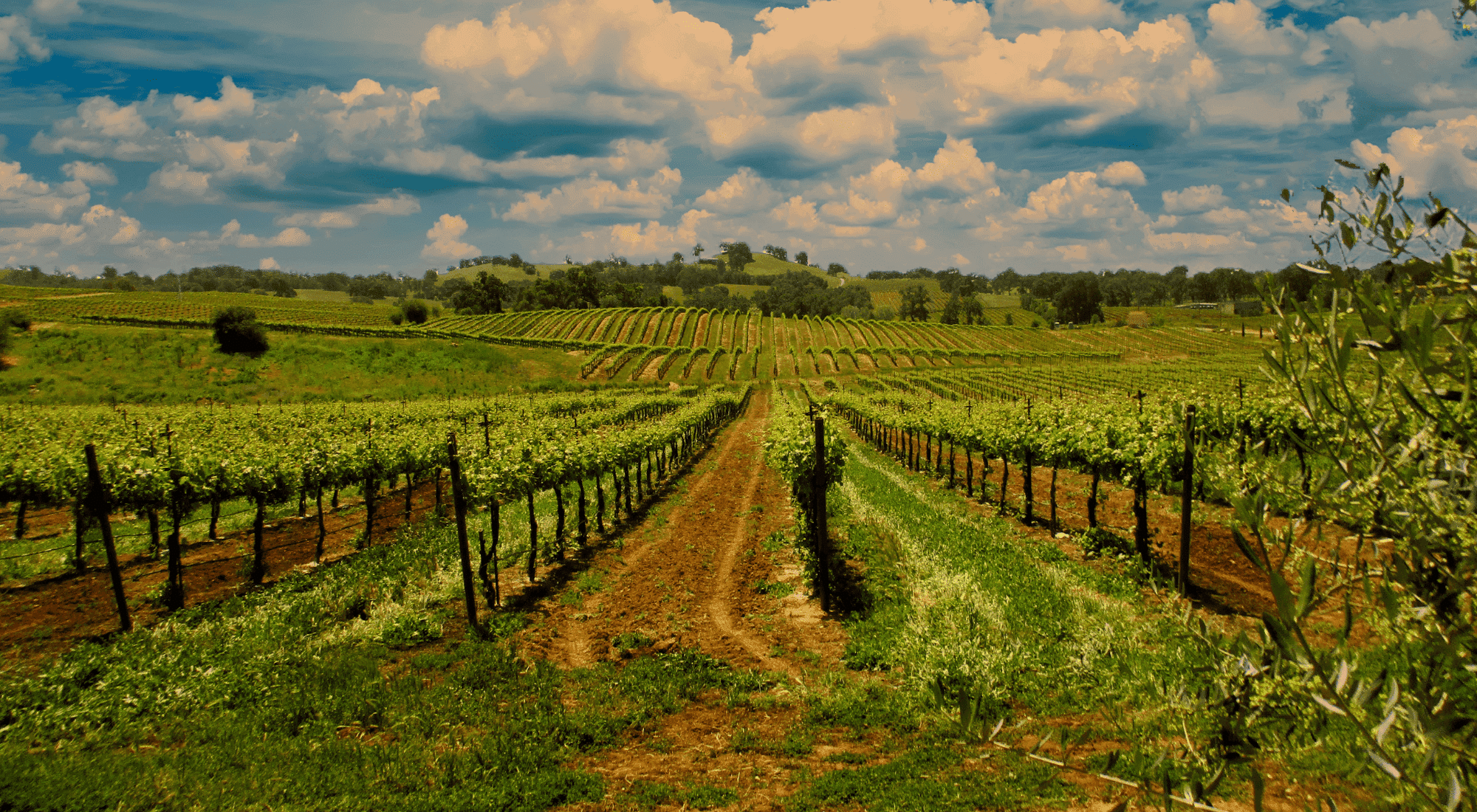 Scenic Vineyard Views