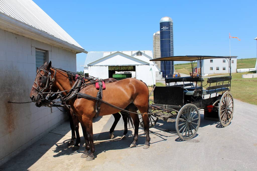 Horse and Buggy Ride