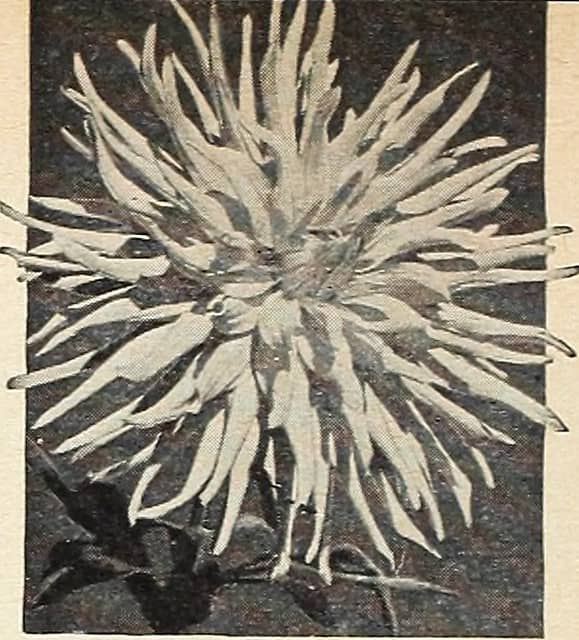 Artistic Expressions