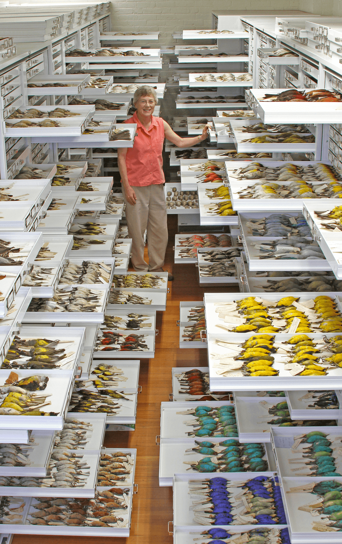 Bird and Species Diversity