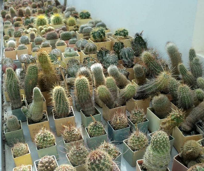 Diverse Plant Collections