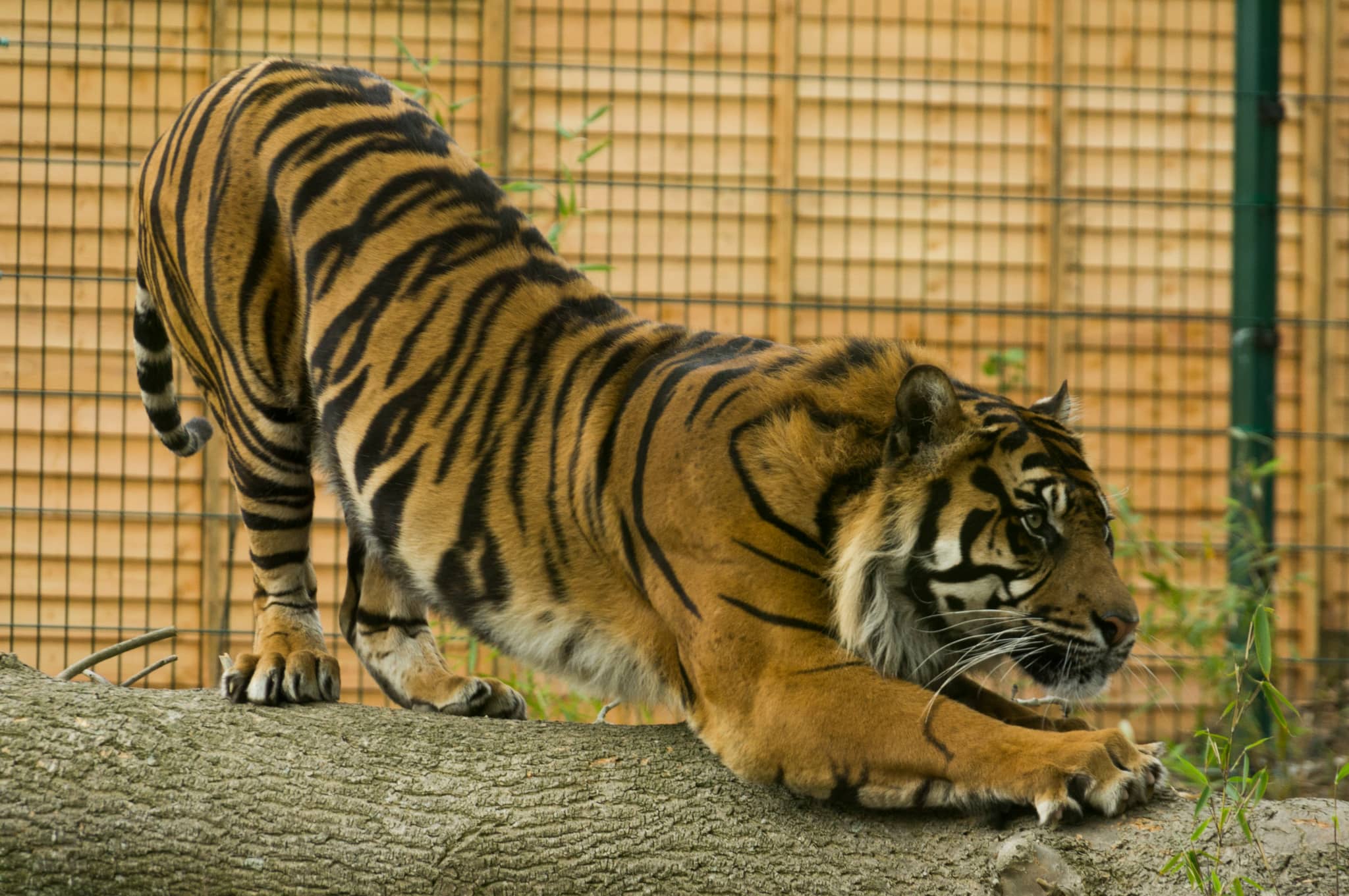 Big Cats & Wolves