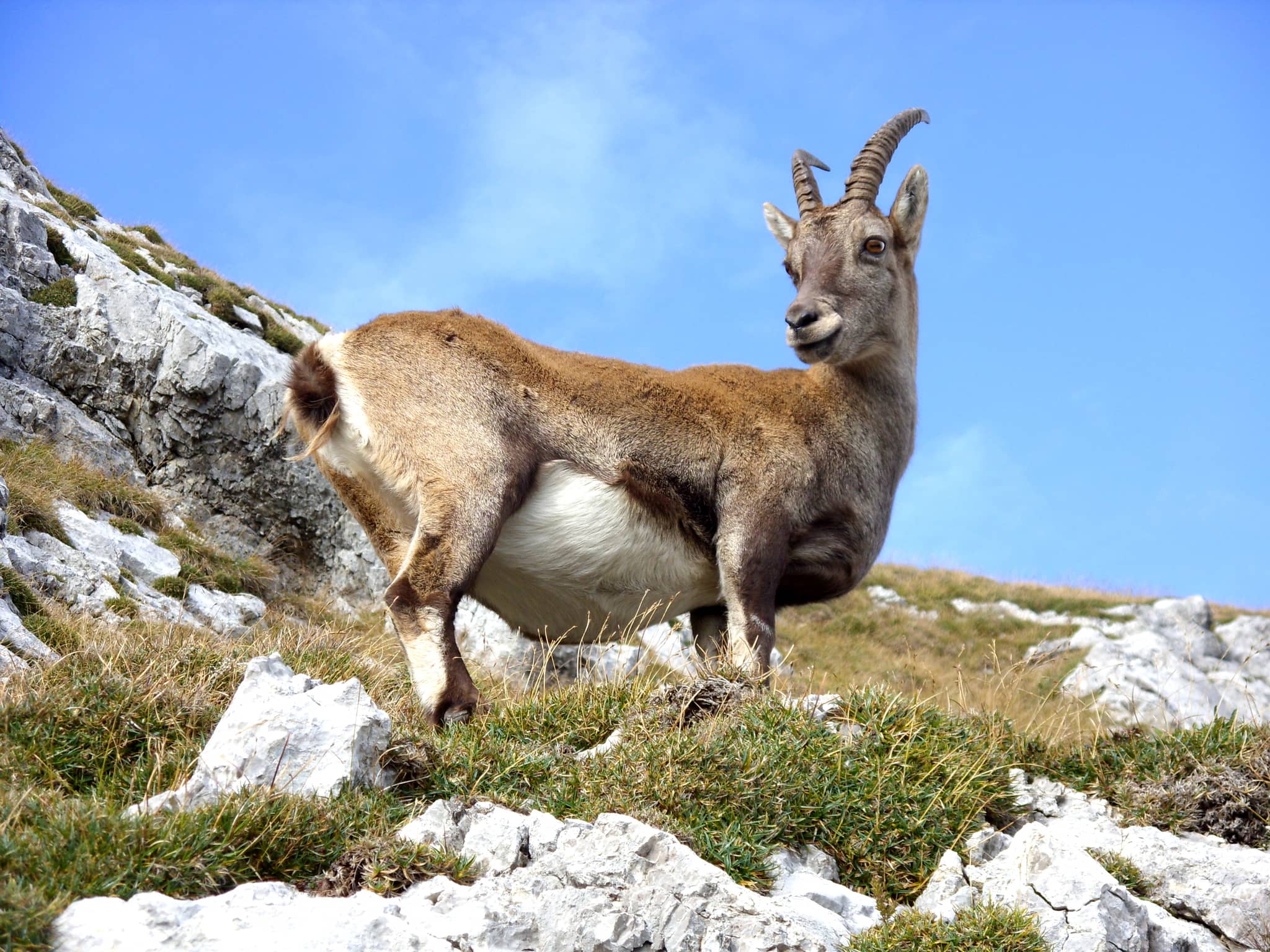 Wildlife Encounters
