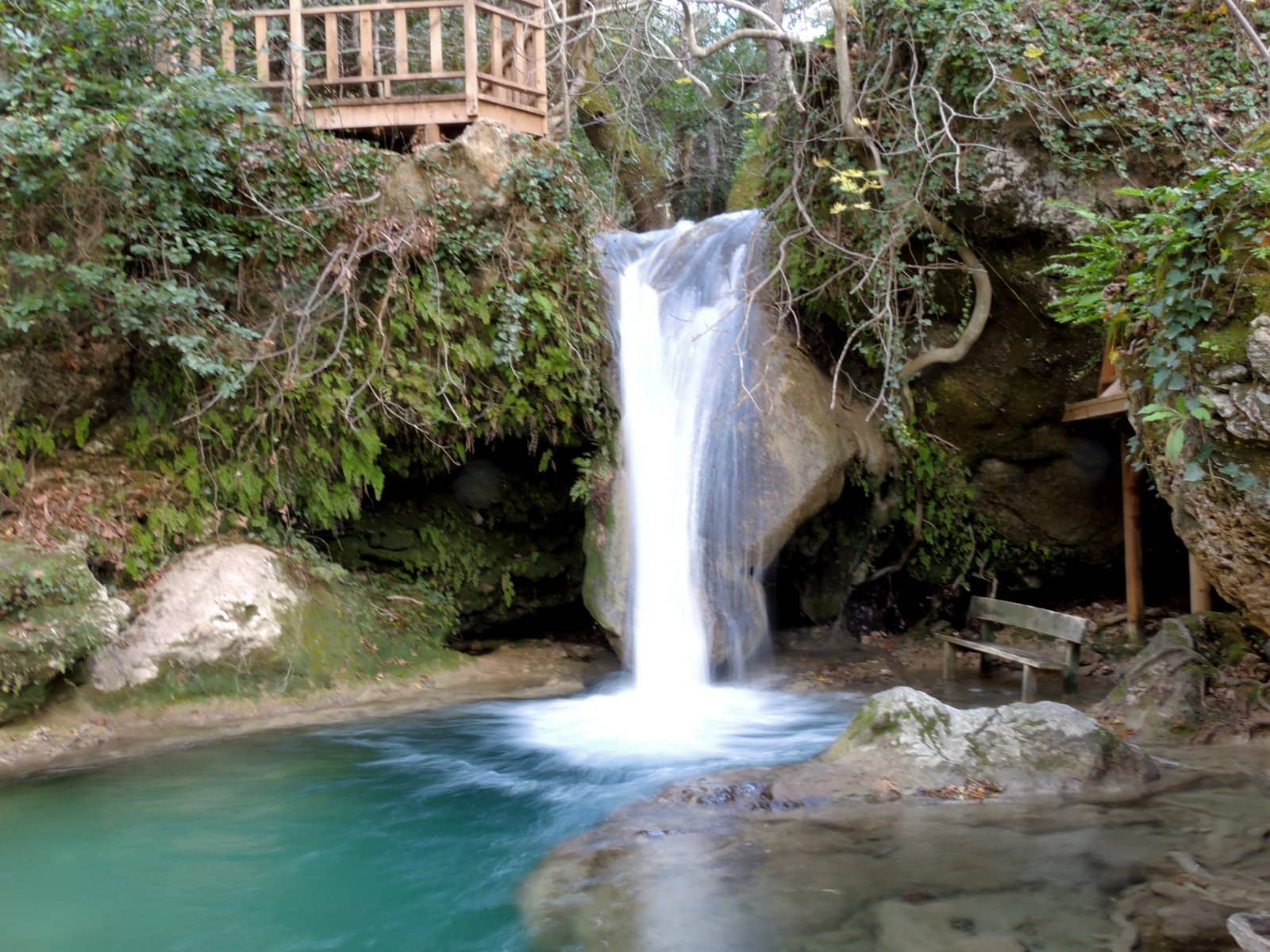 Lush Forest Surroundings