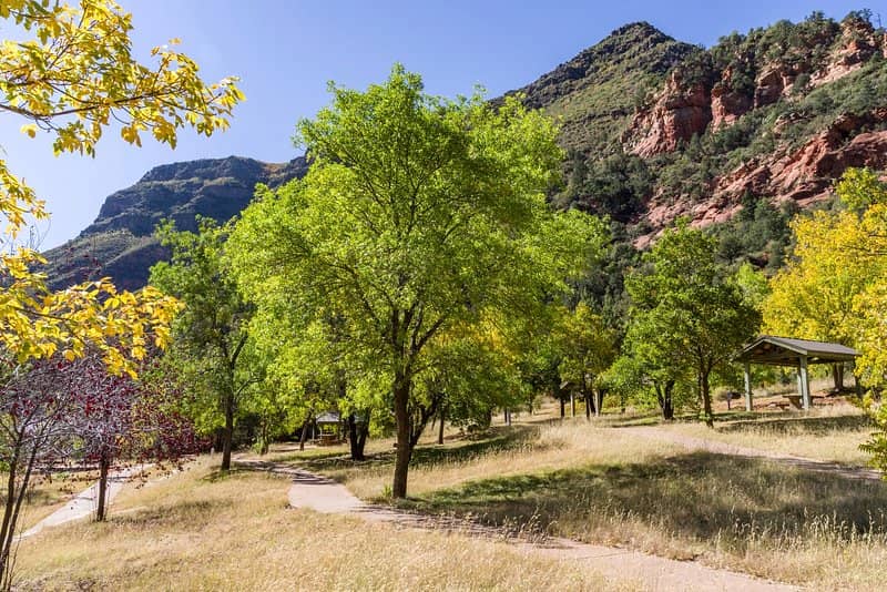 Picnic Under the Canopy