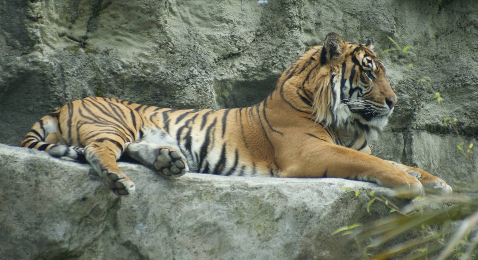 Tiger Encounter
