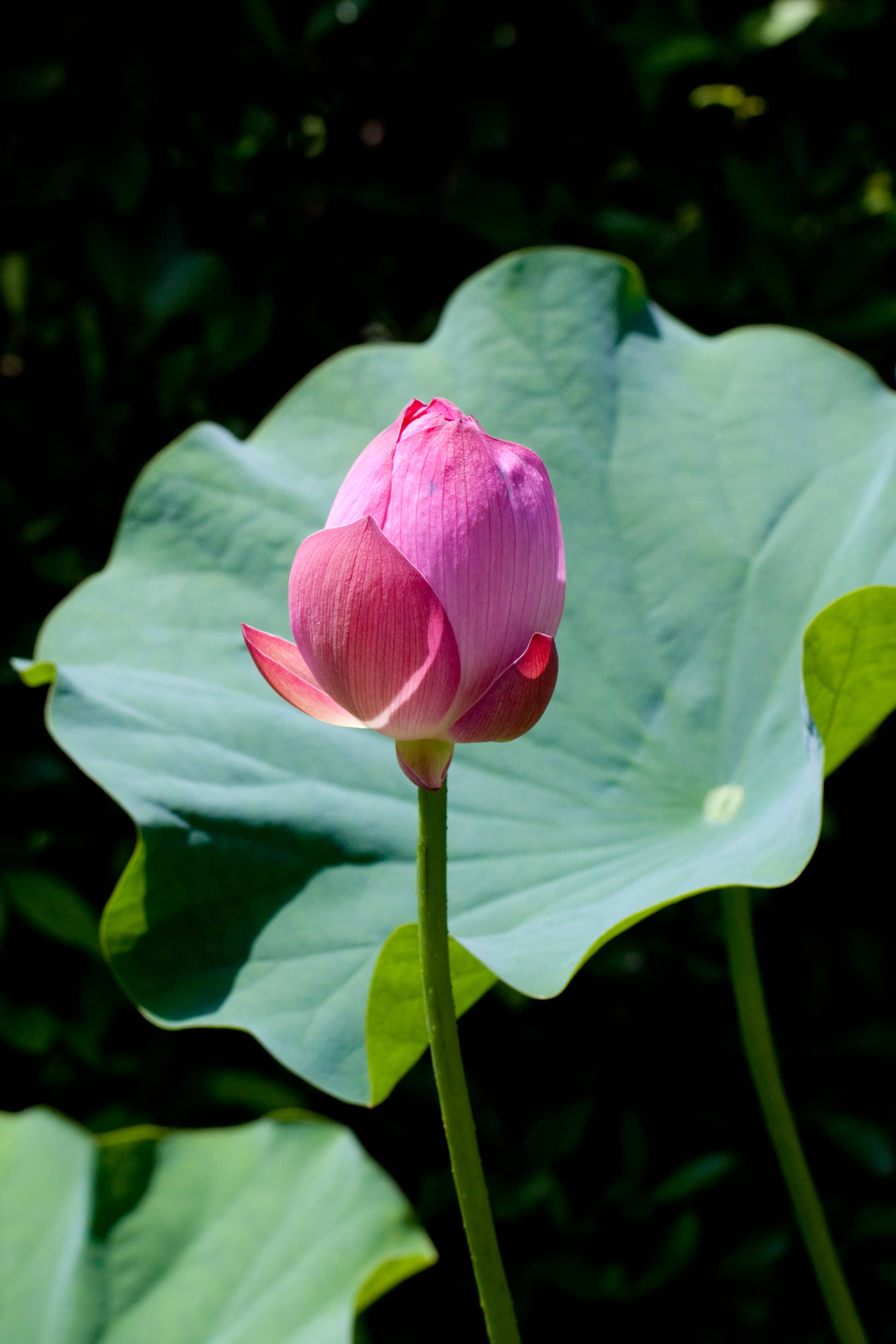 Tranquil Botanical Gardens