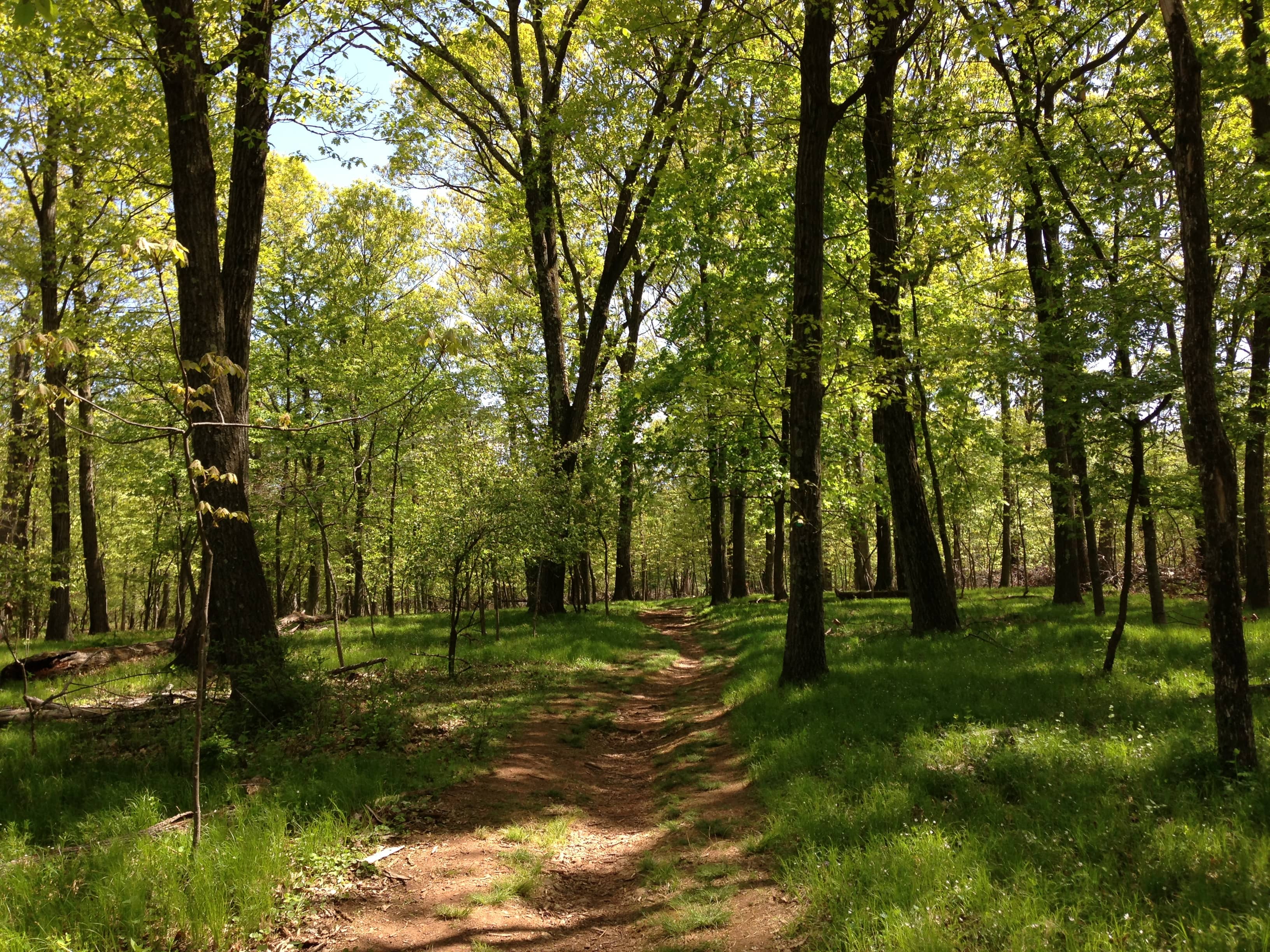 Wooded Trail Adventures