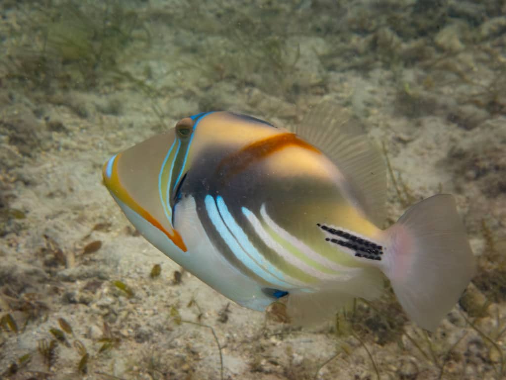 World-Class Snorkeling