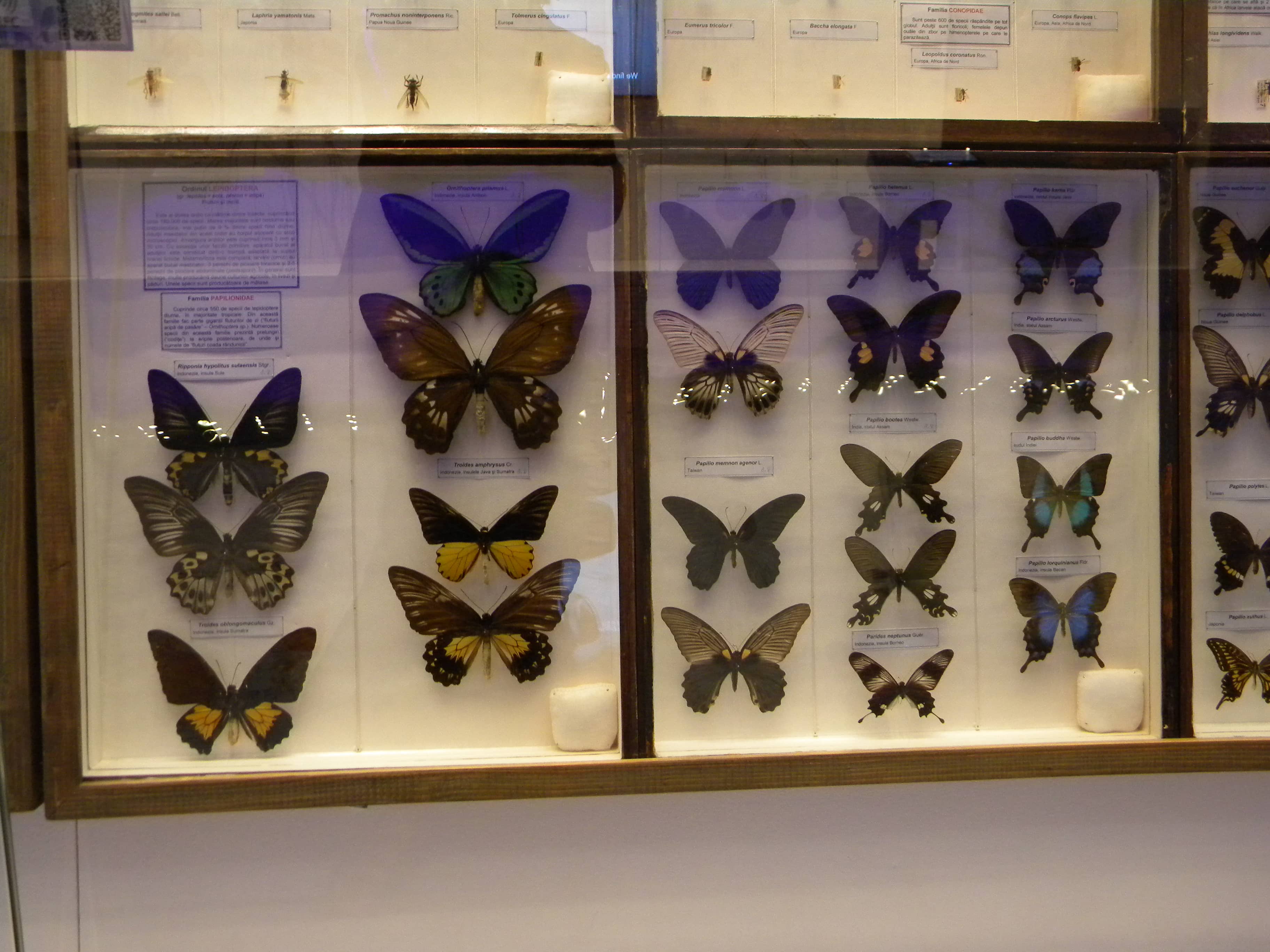 Insect and Butterfly Collections
