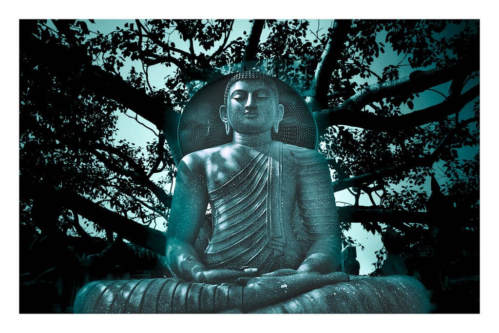 The Sacred Bodhi Tree