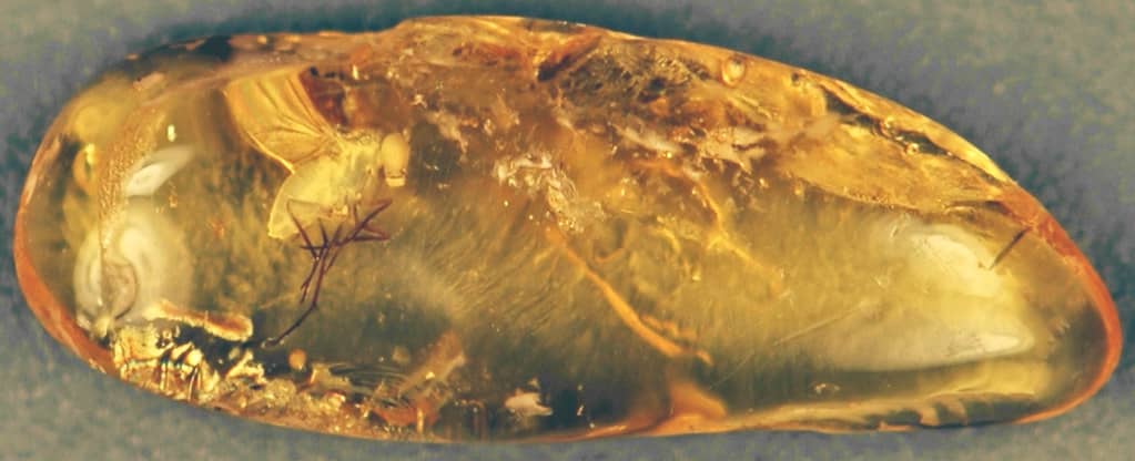 Diverse Amber Specimens