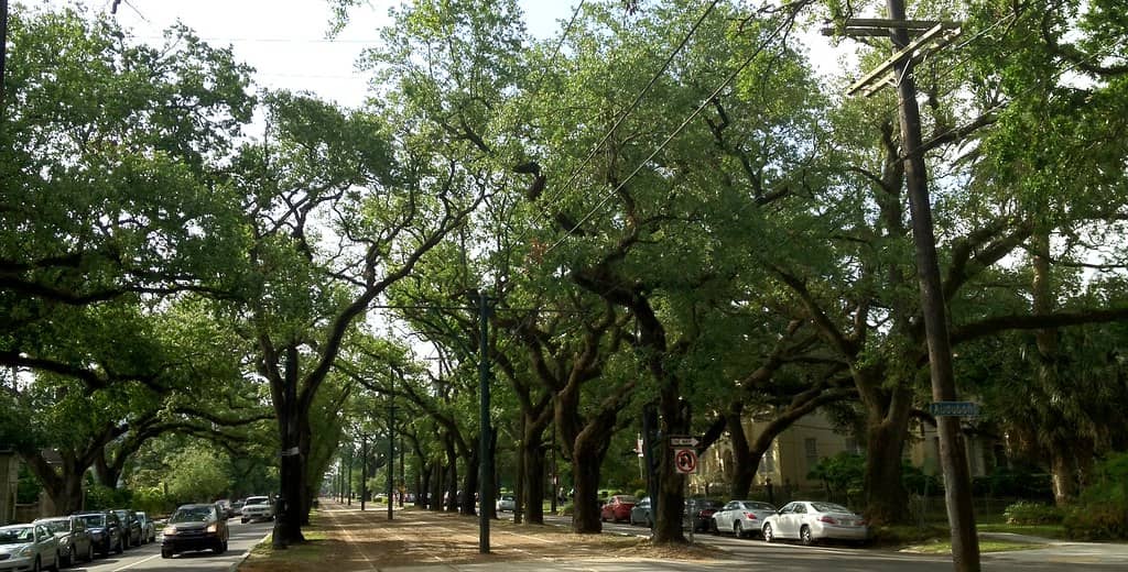 Oak-Lined Streets