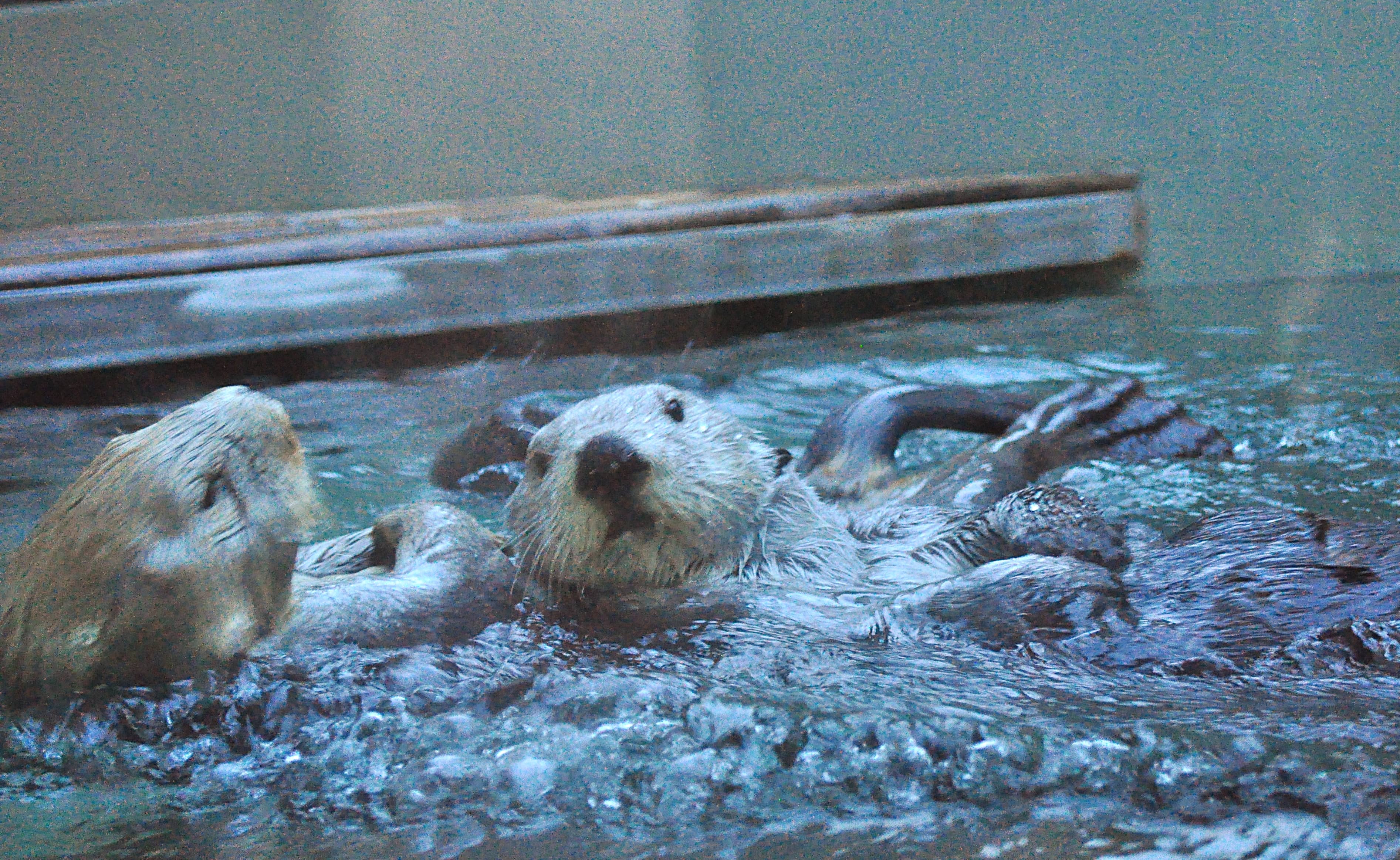 Playful Sea Otters