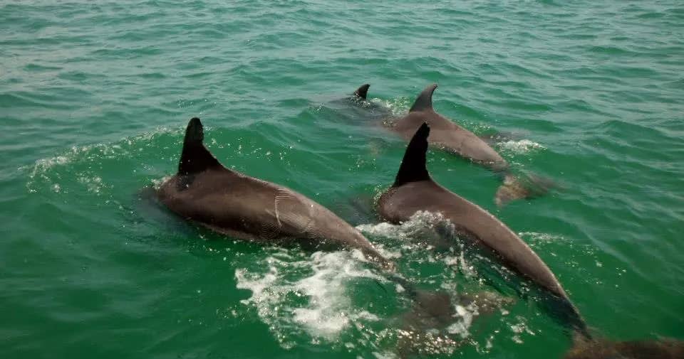 Dolphin & Turtle Spotting