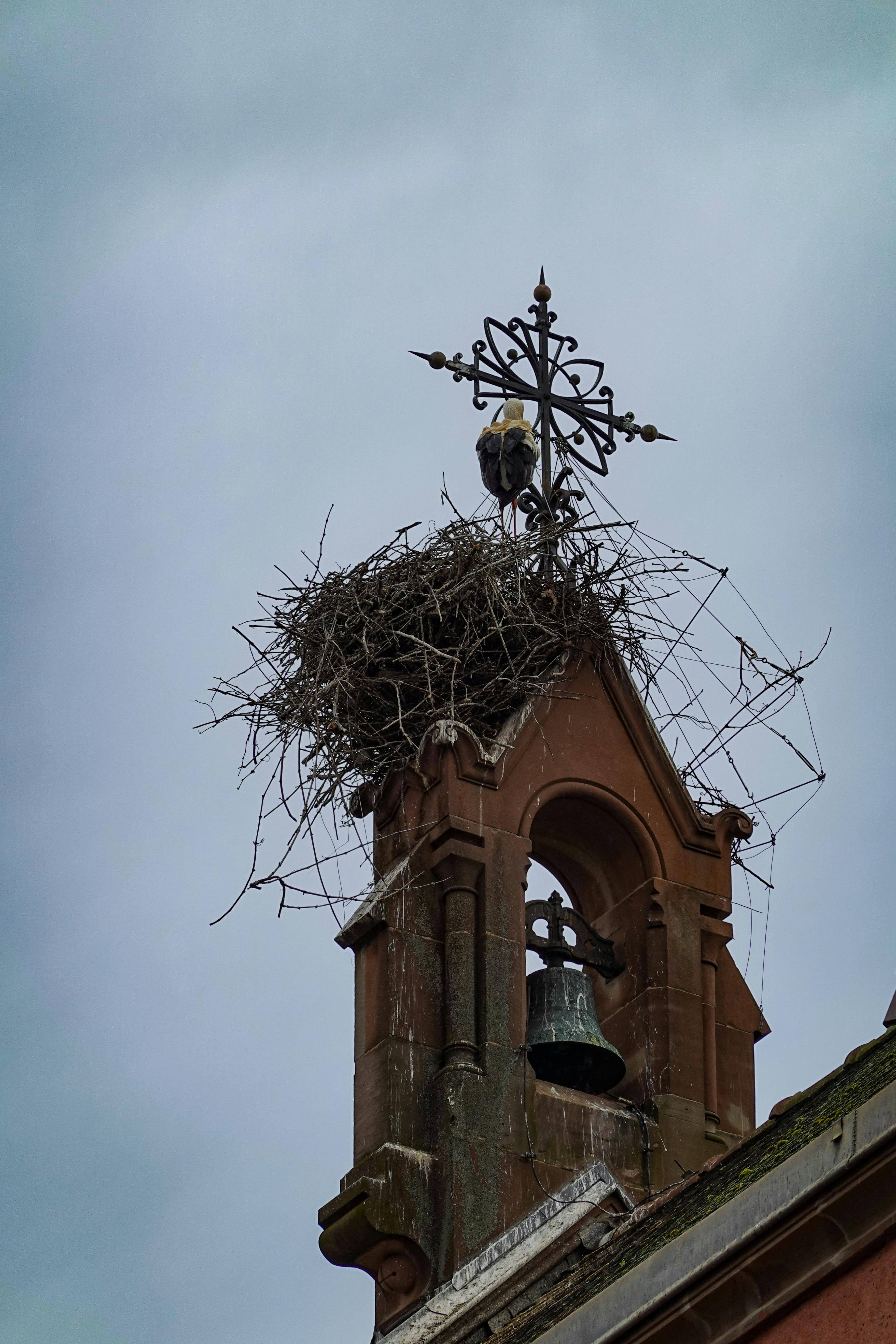 Stork Nests