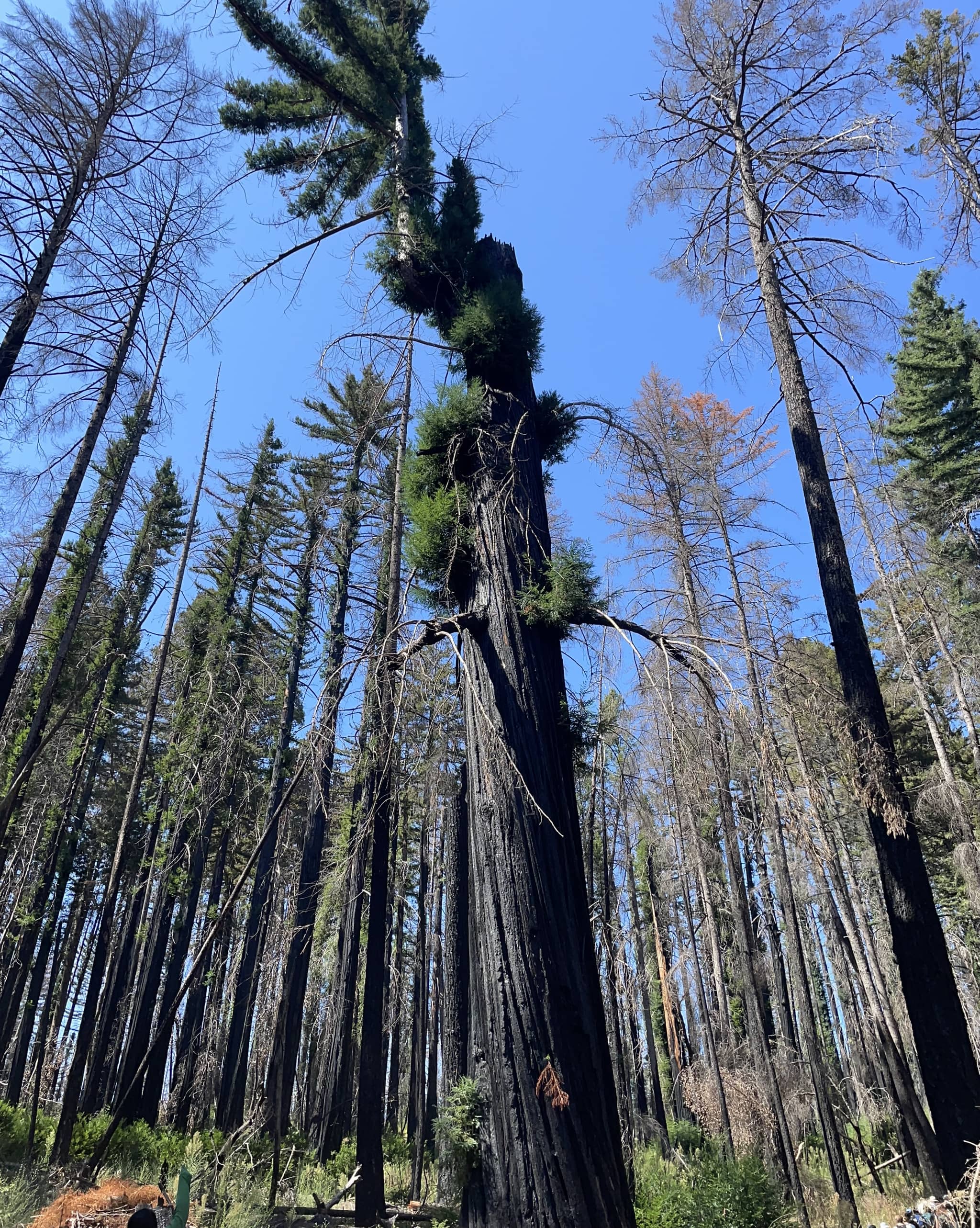 Post-Fire Regrowth
