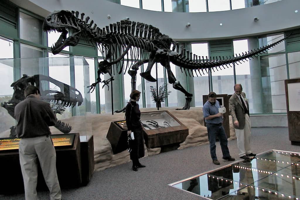 Dinosaur & Natural History Exhibits