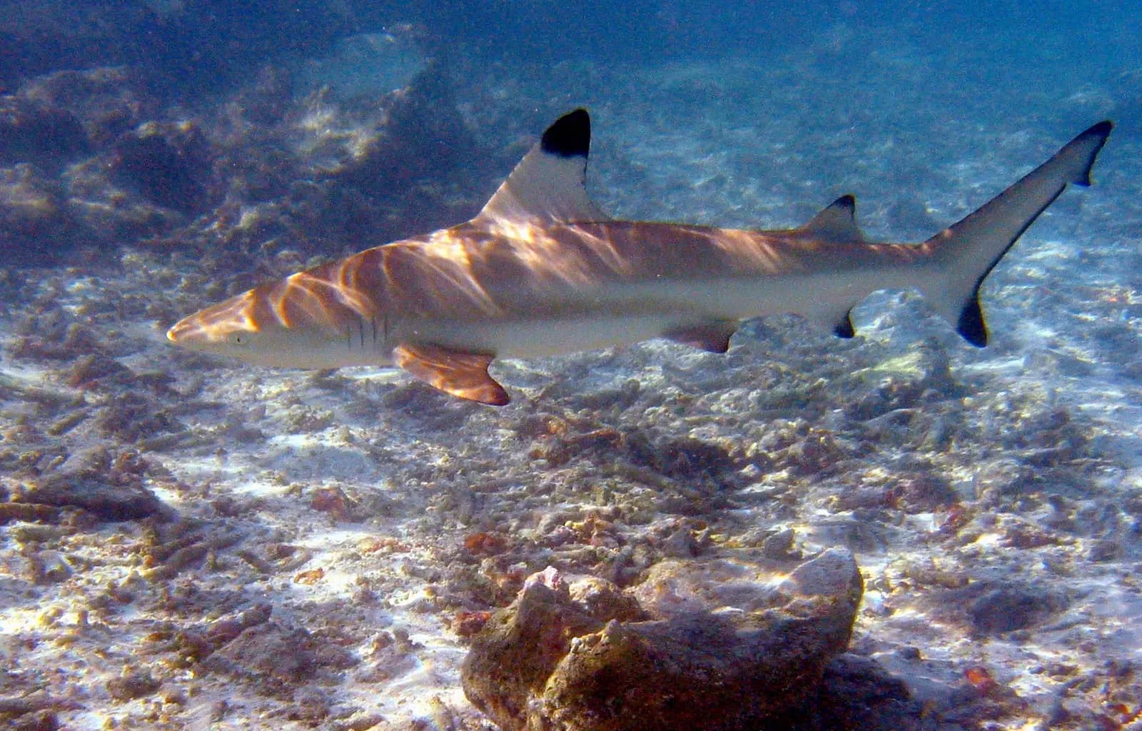 Swim with Sharks and Rays