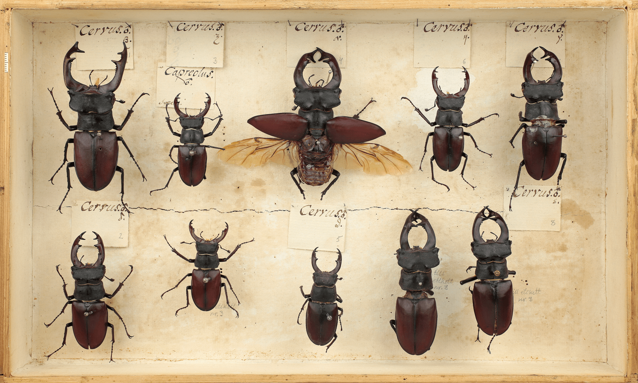 Botanical Taxonomy Display