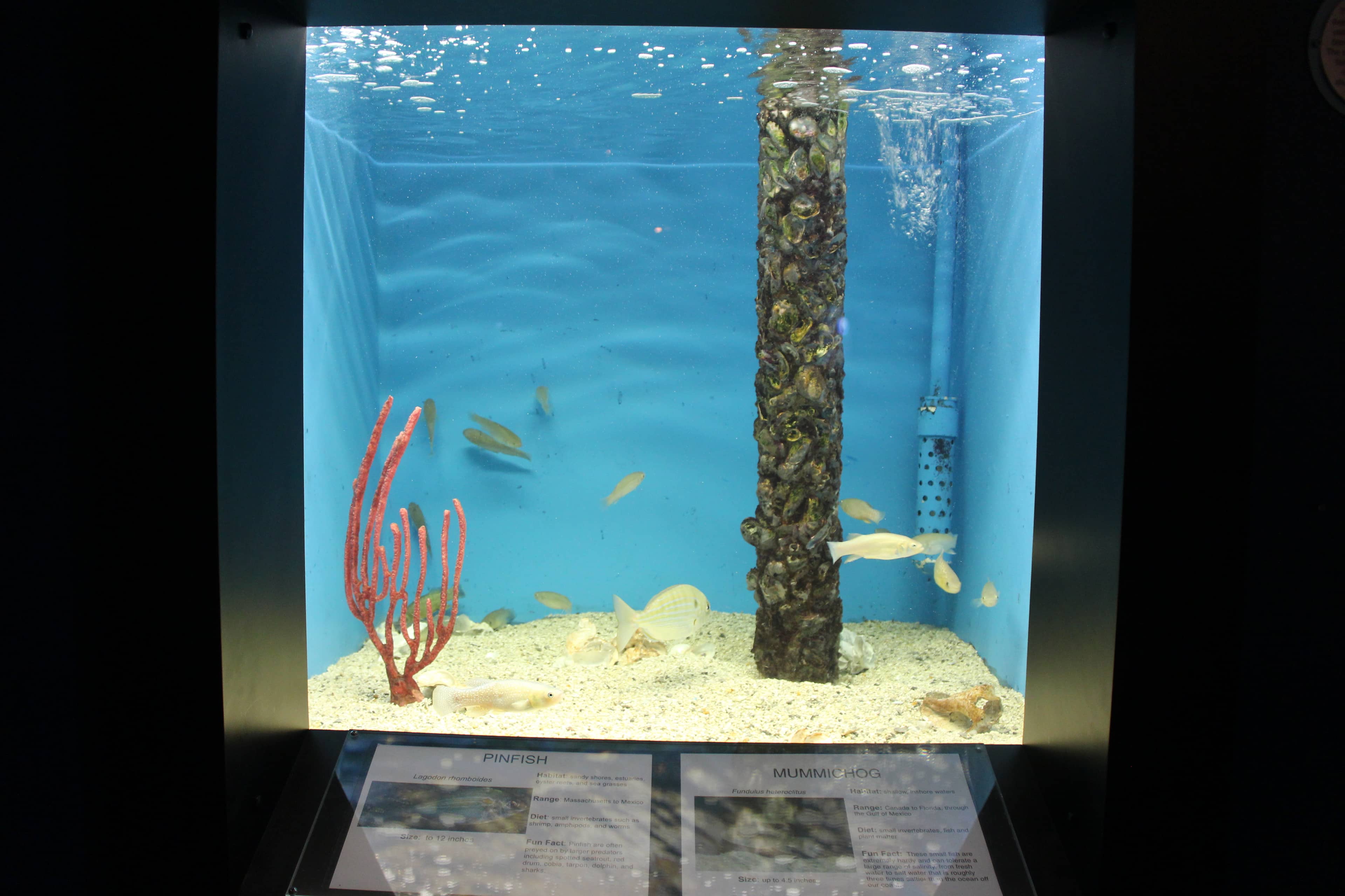 Georgia's Coastal Marine Life Exhibits