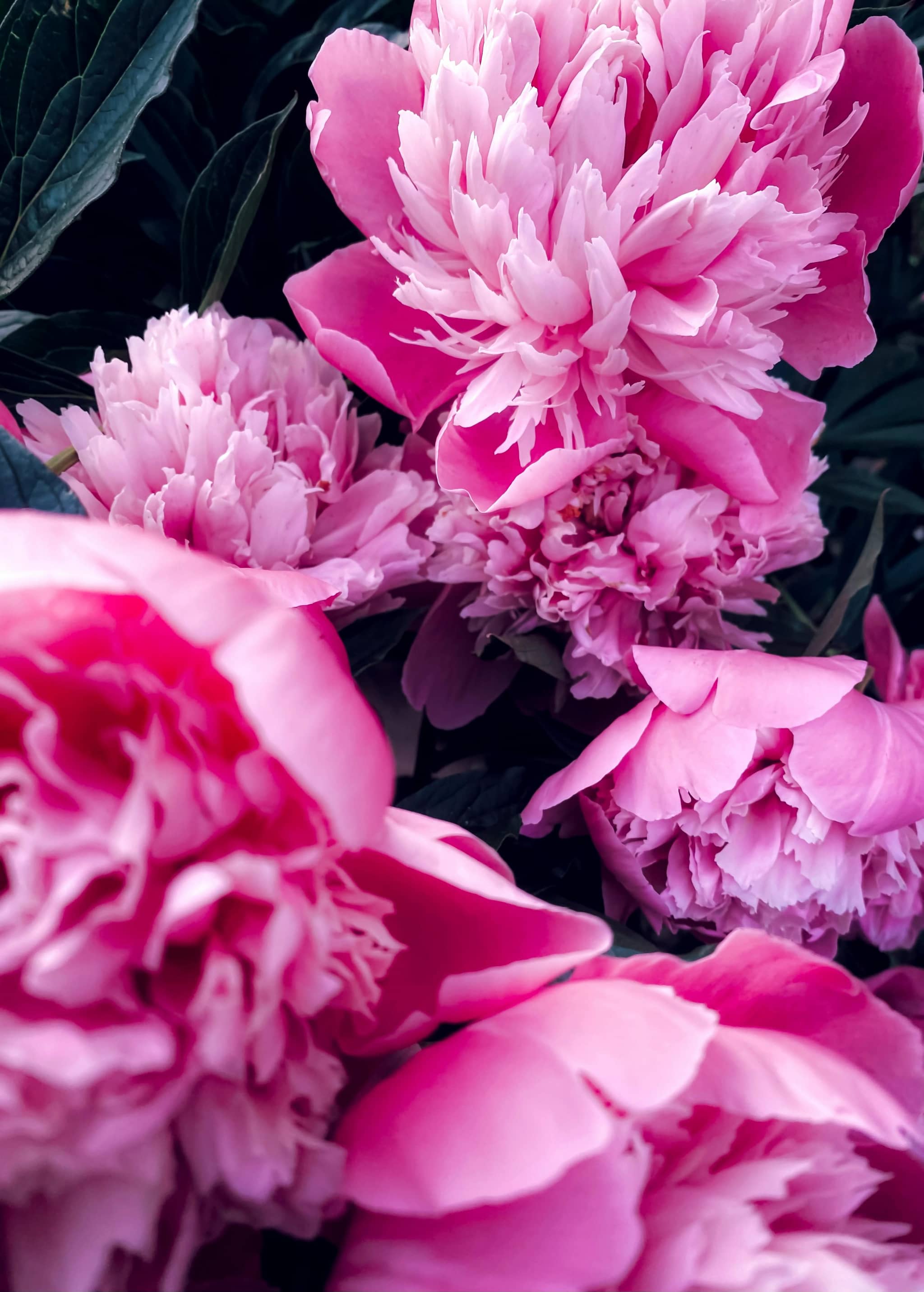 Springtime Blooms